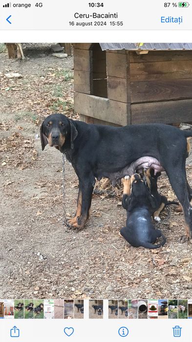 Cațeaua Copoi Ardelenesc