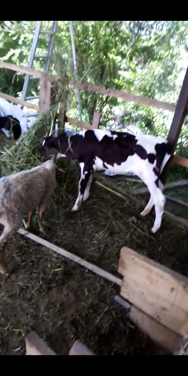Продам дойную корову