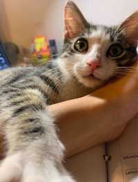 Adoptie pisica bucuresti