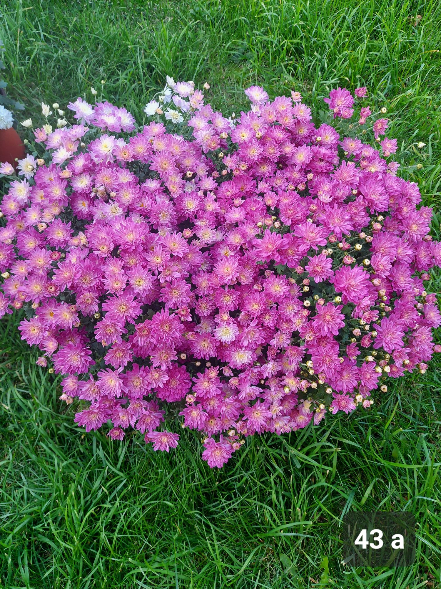 Черенки хризантем