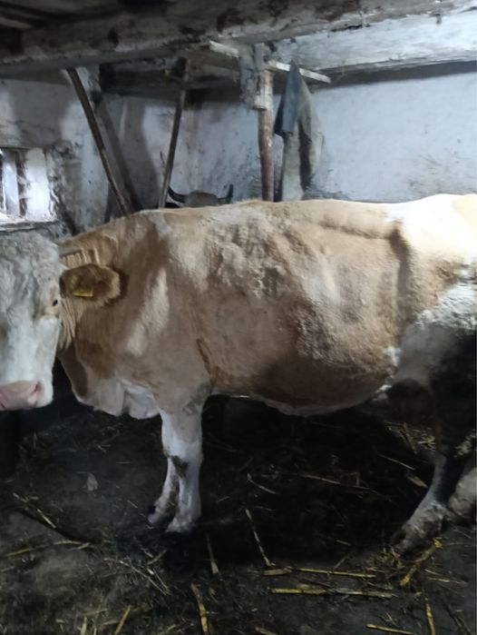 Vaca baltata romaneasca