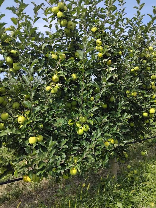 Mere Golden si Florina