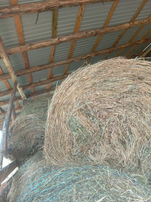 Baloți lucerna coasa 3