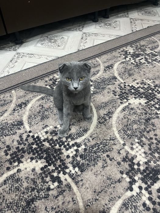 Шотландски кошка продам