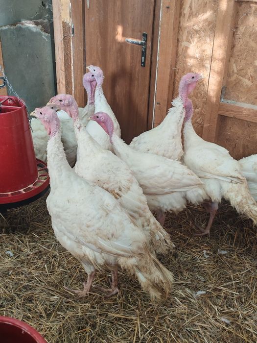 Vand curcani 5-8 kg - livrare gratuita in Bucuresti si Ilfov