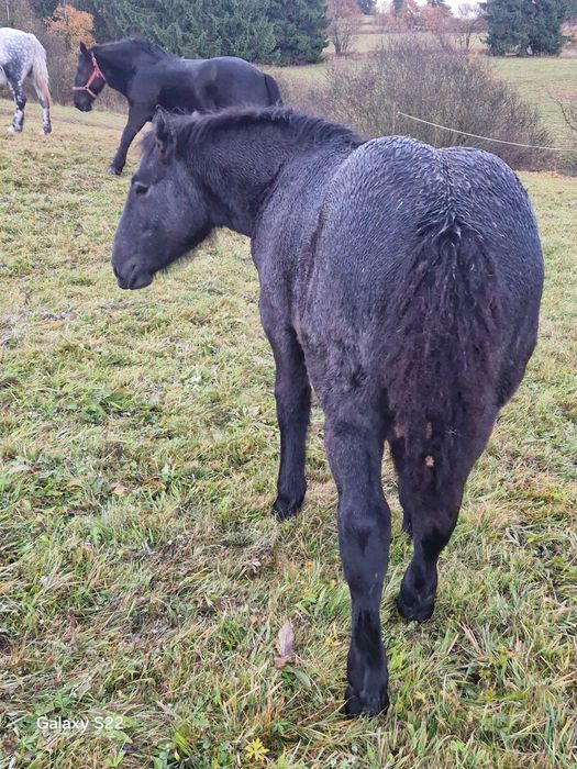 Manza grea sange rece de 6 luni