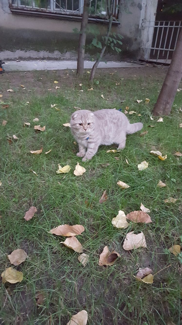 Шикарный Маркиз ждёт невесту.