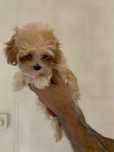 Pui Maltipoo 2 luni RECS
