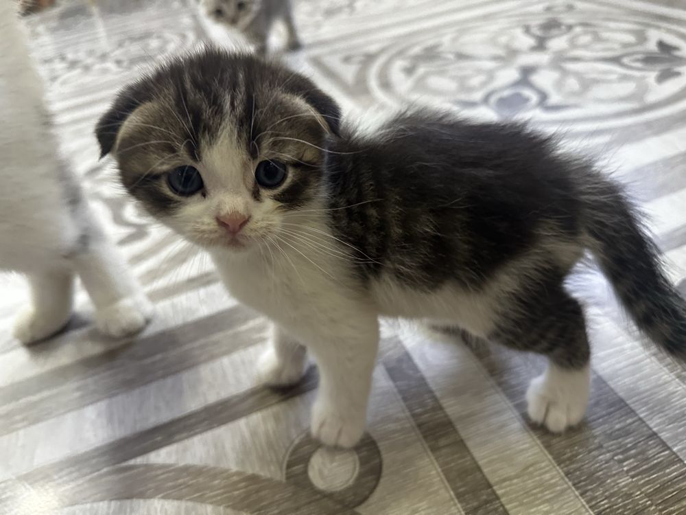 Шотландские вислоухие котята