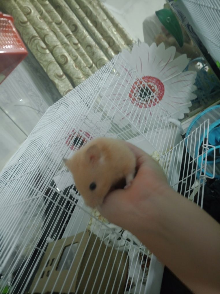 Хамяк сириски продам срочно ручной