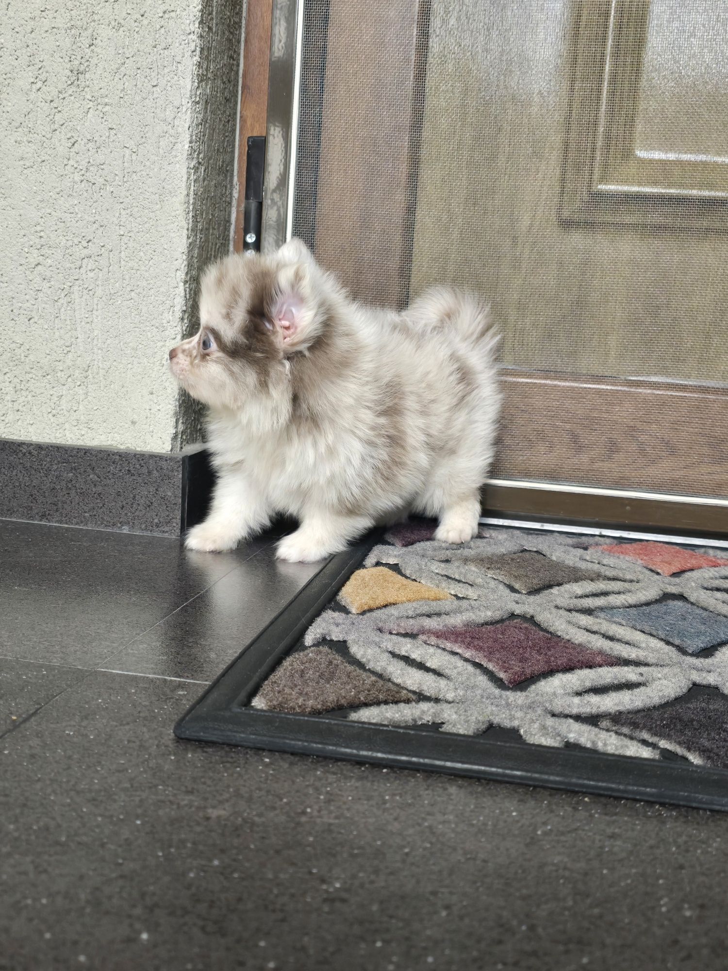 Pomeranian fetita