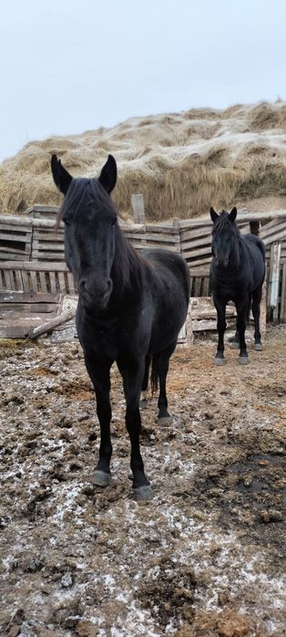 Продам 10 голов лошадей