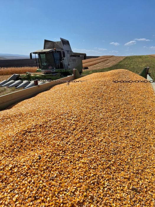 Porumb boabe, graunte