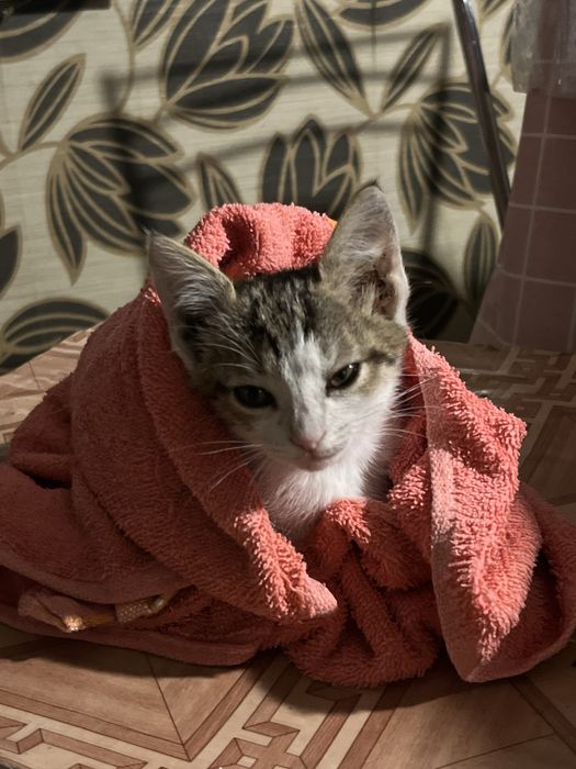Ищу добрые руки для котенка