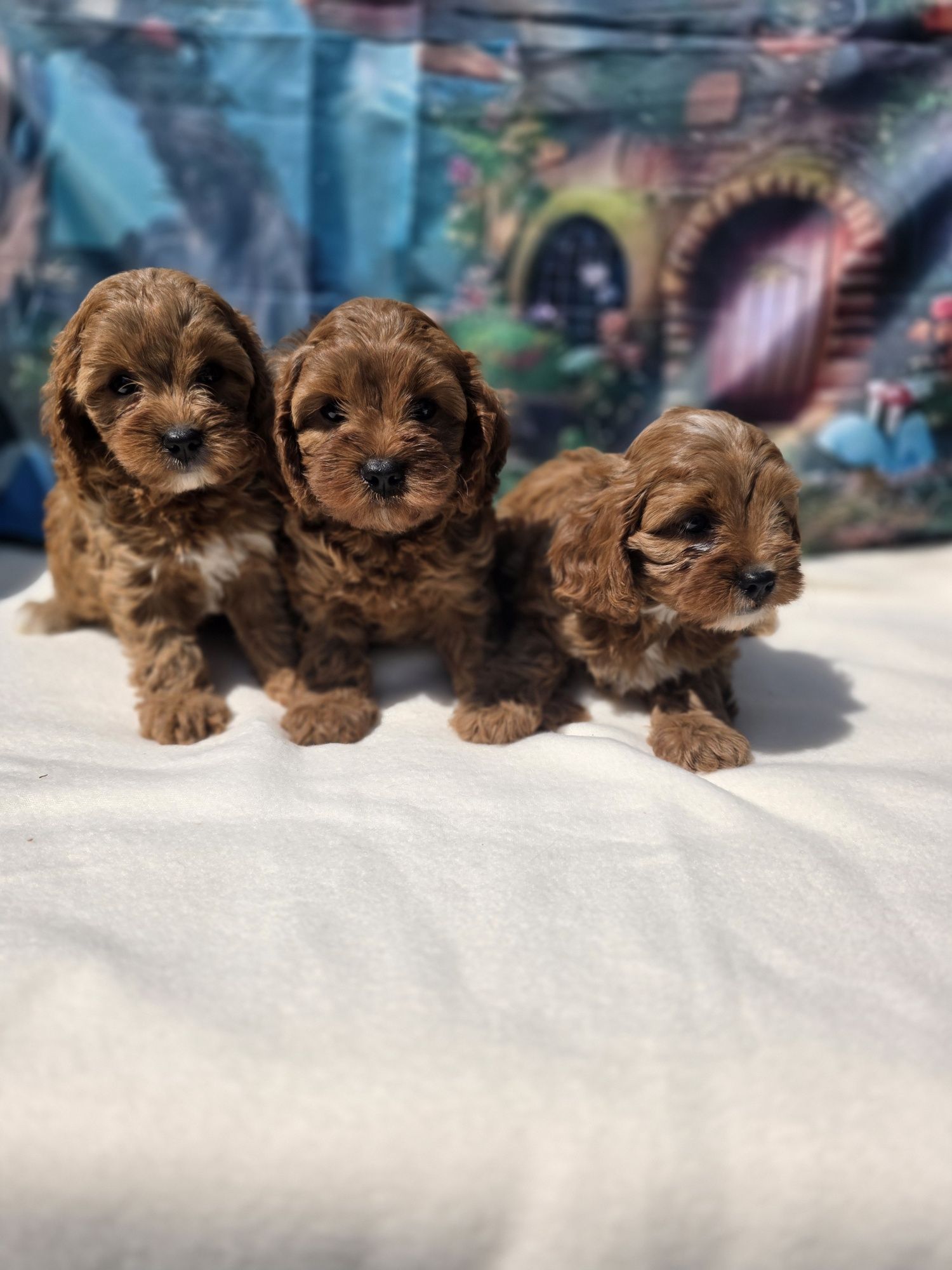 Кавапу/Cavapoo/Toy poodle