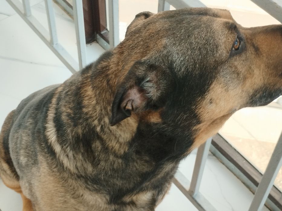 Отдам в хорошие руки