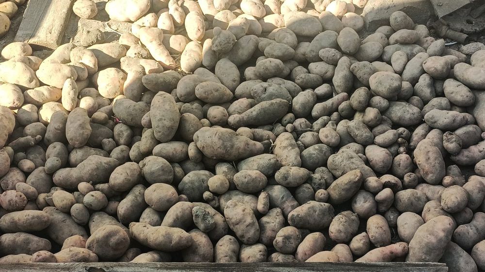 Продам картошку  мешок 10000 тыщ