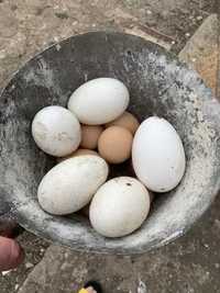 gasca / oua gasca  pentru incubat / oua gasca