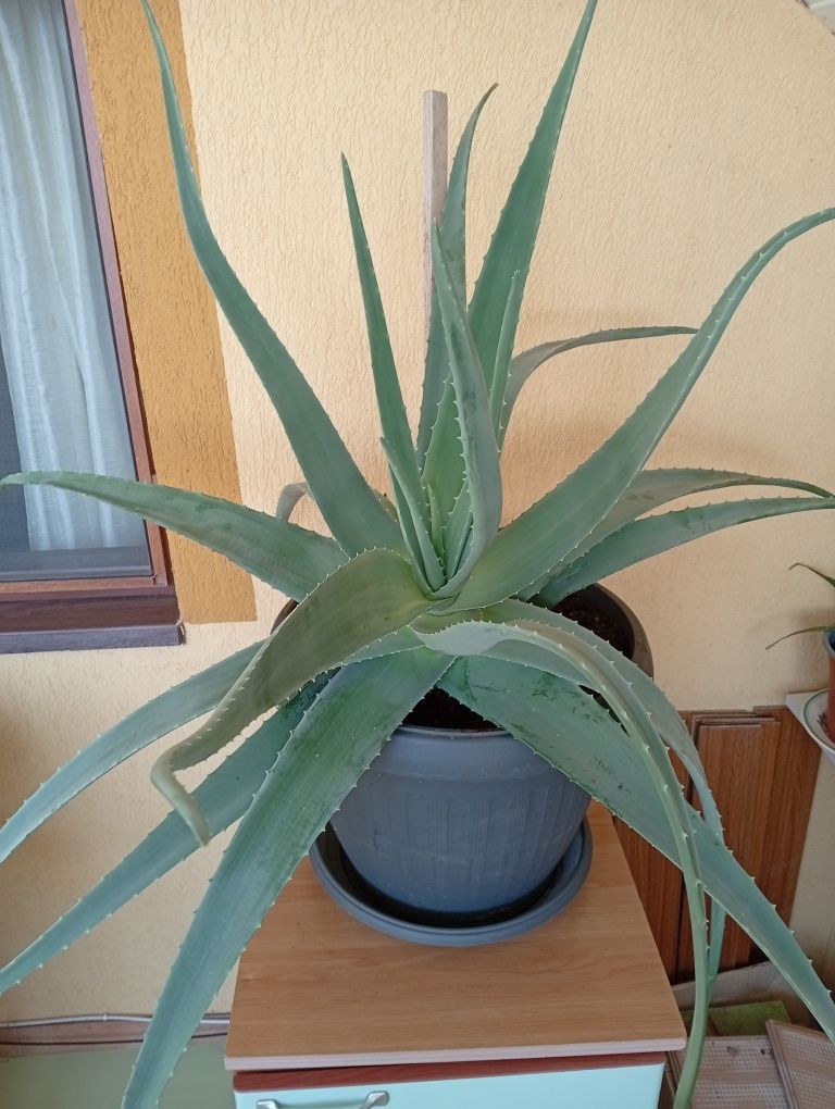 Plantă aloe vera