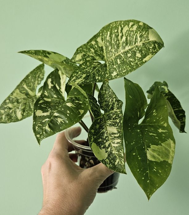 Сингониумы продам