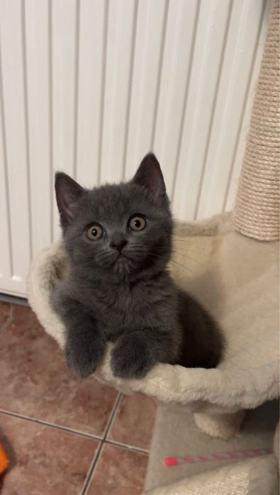 British shorthair
