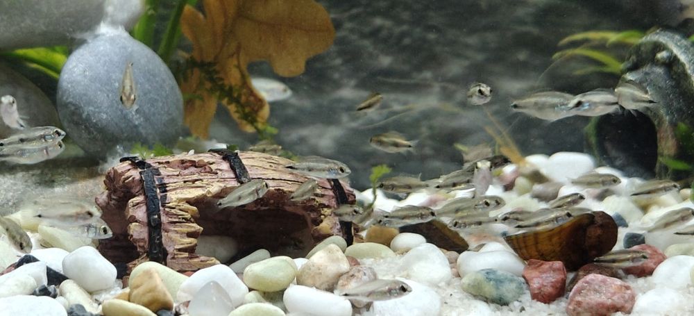 Африкански цихлиди Jewel fish