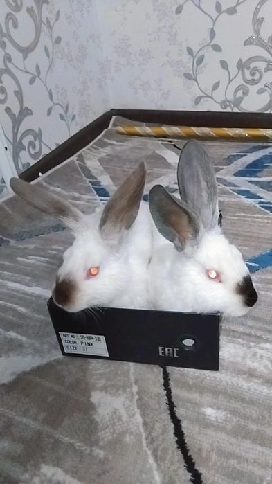 Kaliforniya zotli quyonla sotiladi 2 oylikdan o‘ti