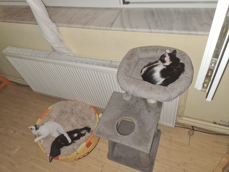 Donez pui de pisică domestică