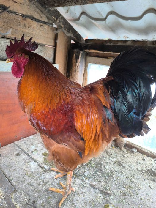 Vand cocosi Australorp, New hampshire, Plymouth, Legbar, Araucana