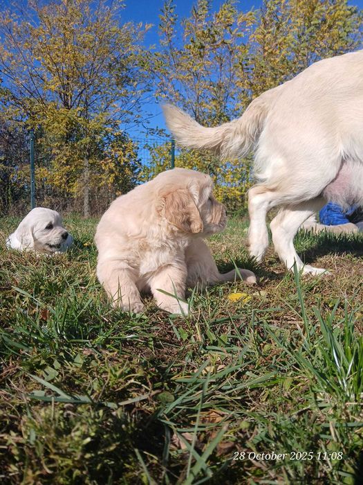Catei de golden retrivier cu pedigree isi cauta stapan