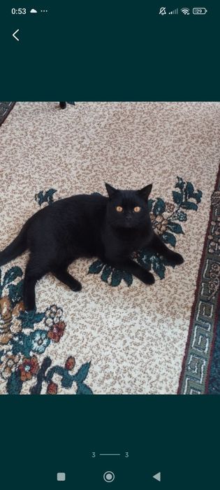 Скотиш страет продам срочно