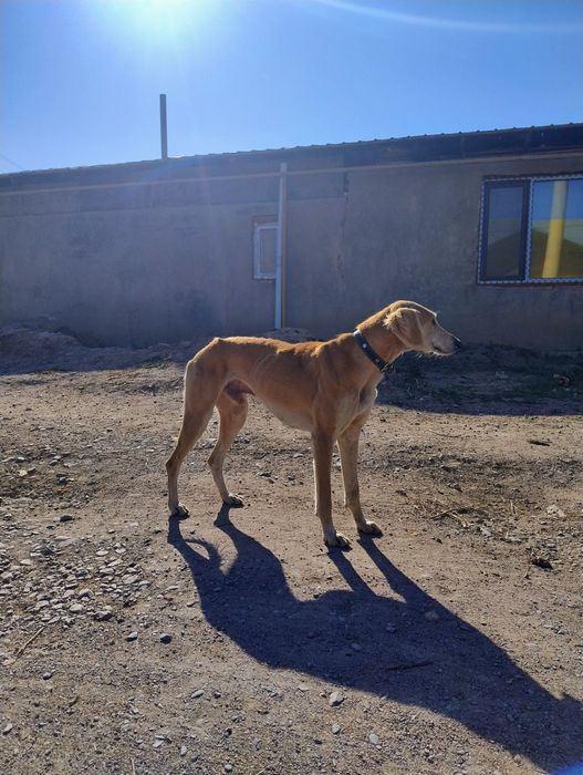 Тазы күшіктер сатылады