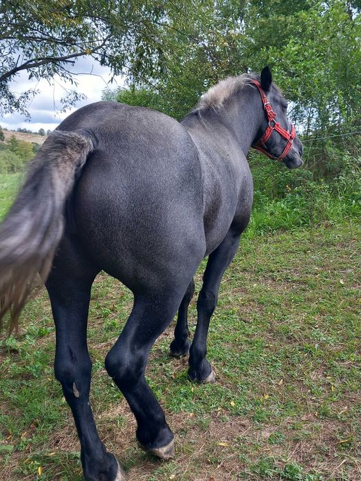 De vazare 2 manze