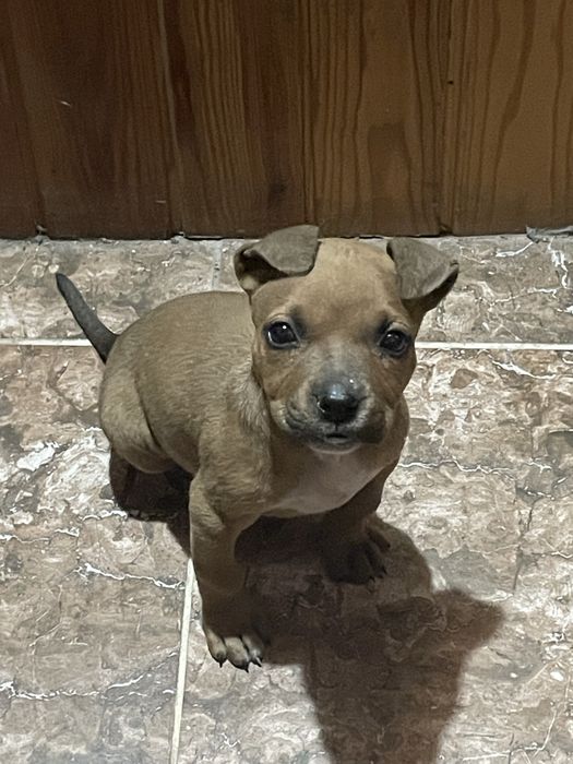 Питбуль девочка