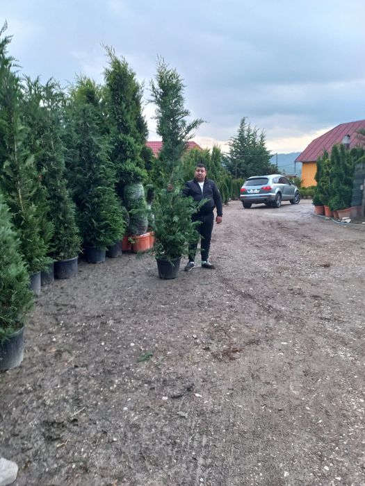 Tuia brazi spirale pon pon cedrus Danica magnolia prunus și multe alte