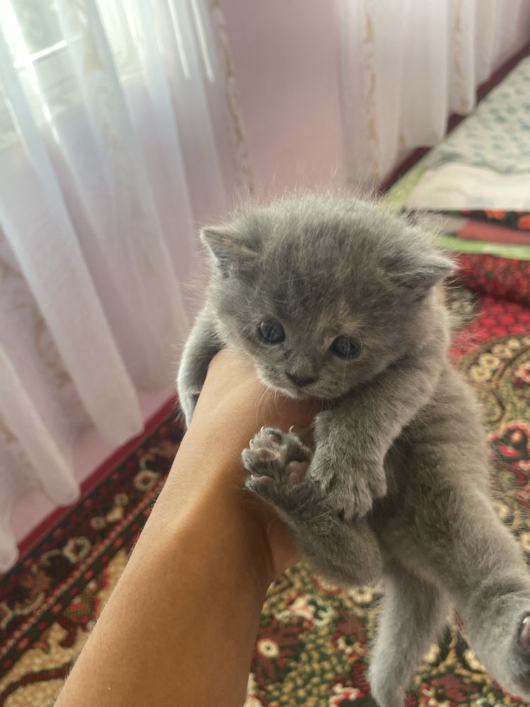 котенок пролётся
