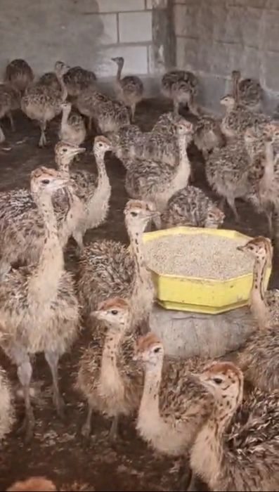 Ferma De Struti Arges - Pui Strut