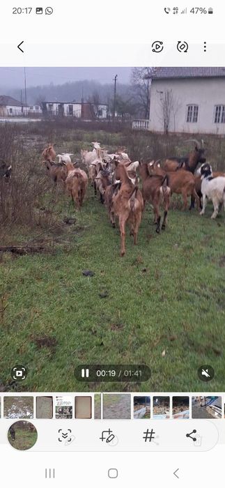 Capre alpine de vanzare