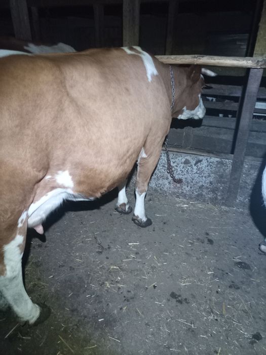 Vând vaca fătată cu doi viței