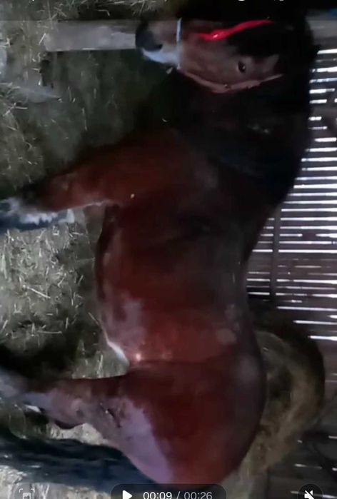 Vand iapa 7 ani  pretul este 4800 euro negociabil