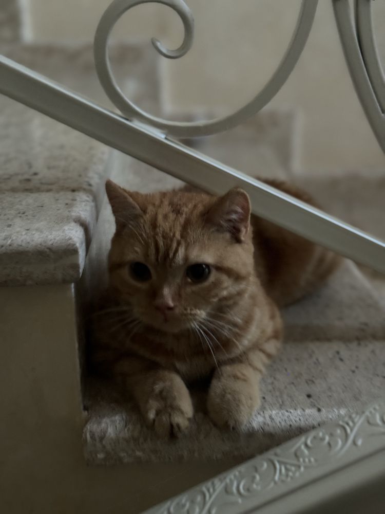 Скоттиш страйт кошка