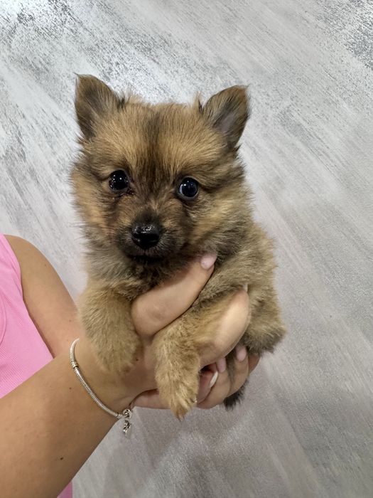 Продавам Померанчета