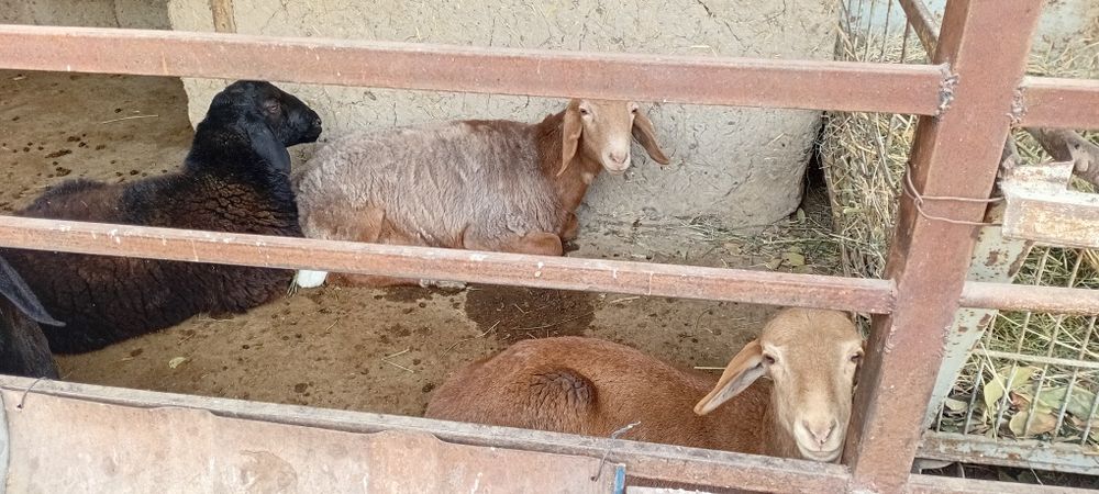 Бугоз куйлар ва кучкорлар