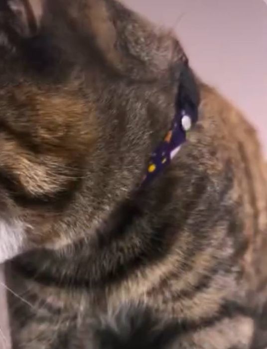 Пропала кошечка Зухра на чиланзаре. Помогите найти!