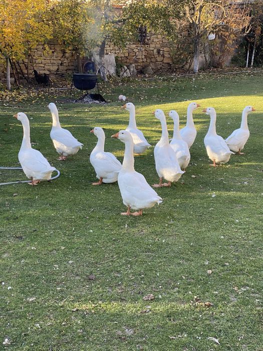 Vand gaste de anul acesta