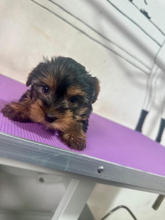 Yorkshire Terrier