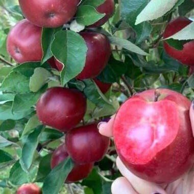 Pomi Fructiferi Dwarf (Mar )