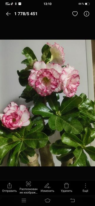 Адениумы сортовые