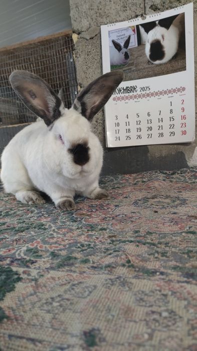 Uriaș de Transilvania