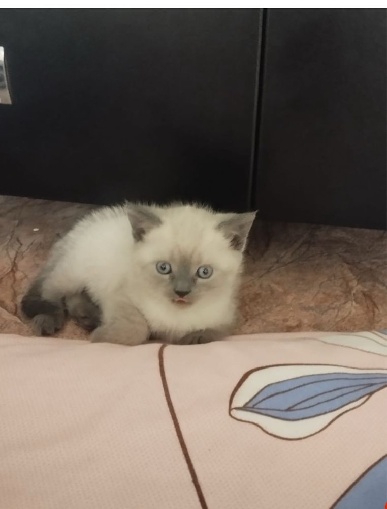 Котенок британец девочка